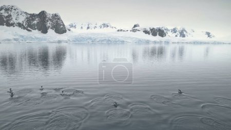Pingüinos saltando en el océano Antártico. Vuelo aéreo con drones. Montañas cubiertas de nieve Fondo. Gentoo Penguins Colony nada en agua fría. Paisaje de invierno abrumador. Isla Petermann.