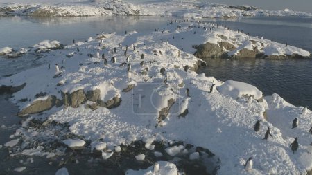 Penguins stand on a snow-covered island. Gentoo penguin colony rest on frozen ice rock shore. South wildlife bird group.