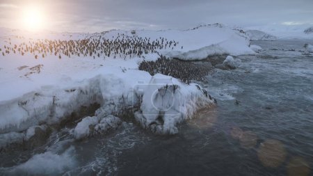 Photo for Antarctica Gentoo Penguin Colony Go Ashore Aerial Top View. Antarctic Bird Group Walk on Dangerous Snow Covered Ocean Coast Landscape at Sunset. Arctic Extreme Shallow Top Drone - Royalty Free Image