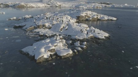 Pinguine stehen auf einer schneebedeckten Insel. Gentoo-Pinguin-Kolonie ruht auf gefrorenem Eisfelsen. Südliche Wildvogelgruppe.