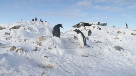 Two Funny Penguins Steal Pebbles from Each Other s Nest. Gentoo Builds Nests and Hatches Eggs. Cute South Bird Looks at Stone to Build Nest. Family Wild Life Scenery.