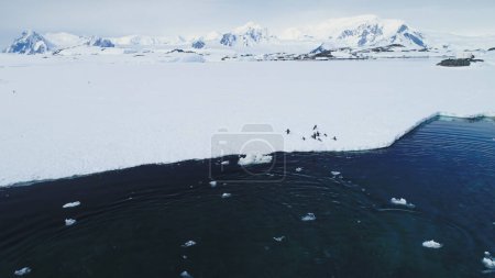 Penguins Gentoo jump onto an ice floe against the backdrop of Antarctic waters landscapes. Wild birds Jump out to snowy land of ice coastal ocean near glacier. Winter wildlife swim in drone flight.