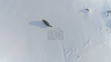 Téléchargez les photos : Vue aérienne du paysage du phoque de Weddell en Antarctique. North Antarctic Mammal Run Away from Flying Drone in Snow Covered Land. Pôle Sud Faune arctique Hiver Haut vers le bas - en image libre de droit