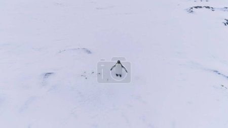 Lone King Penguin Wave Wing Antarctica Luftaufnahme. Antarktis Polar Wildlife Habitat Eternal Frost Extreme Wild Nature Snow Landscape. Drone Top Übersicht