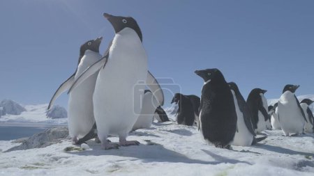 Photo for Funny Close-up Penguins Love. Family Build Nest. Couple Flapping Wings. Antarctica Polar Winter. Wild Animals Adelie Penguins In Harsh Environment. Snow Covered Antarctic Surface. Wildlife. - Royalty Free Image