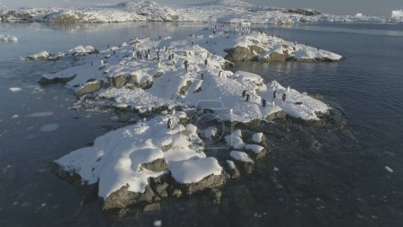 Vol aérien au ralenti au-dessus de manchots sur une île enneigée. Colonie de Gentoo se tenir et se reposer sur la glace glacée rivage. Groupe d'oiseaux sauvages du Sud. Mouvement lent