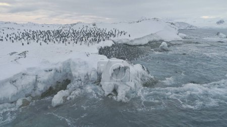 Kolonie der Antarktispinguine. Drohnenflug über schwimmenden, stehenden Kaiserpinguin-Gruppen. Antarktische Tierwelt zwischen schneebedecktem Eis und wütendem Ozean.