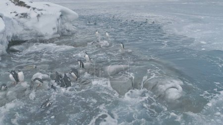 Foto de Vuelo aéreo sobre pingüinos de cerca sobre rocas de hielo. Dron oceánico polar antártico. Los pingüinos gentiles se paran en las piedras cubiertas de hielo, nadan en agua helada. Hábitos de animales salvajes. - Imagen libre de derechos