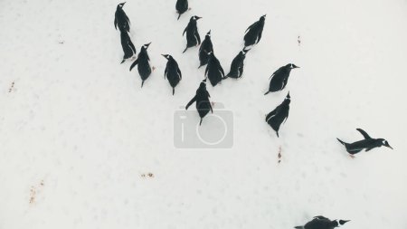 Foto de Antarctica Gentoo Penguin Aerial Landscape View. Grupo de Aves del Polo Sur Camine sobre el fondo de la costa cubierta de nieve. Ártico Vida Silvestre Actividad Top Down Drone - Imagen libre de derechos