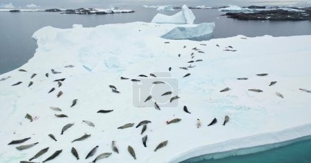 Foto de Una gran colonia de focas casadas yaciendo sobre un témpano de hielo en la Antártida. Animales de leopardo marino duermen en iceberg cubierto de nieve a la deriva océano polar. Viajar, explorar hábitat de vida silvestre en la Antártida. Disparo aéreo con drones - Imagen libre de derechos