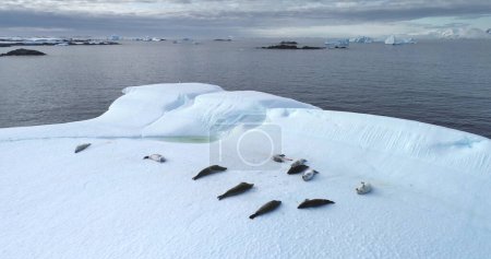 Téléchargez les photos : Des phoques reposant sur la banquise flottent dans un drone aérien antarctique. Animaux couchés sur un iceberg flottant dans l'océan polaire. Explorez la faune du pôle Sud. Beauté de la nature sauvage intacte. Paysage hivernal antarctique - en image libre de droit