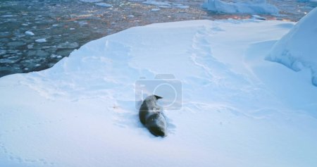 Foto de Foca de leopardo descansando sobre un témpano de hielo en la Antártida. Vuelo aéreo sobre el iceberg cubierto de nieve a la deriva océano polar frío. Explora especies raras de vida silvestre en la Península Antártica. Belleza de la naturaleza virgen salvaje - Imagen libre de derechos