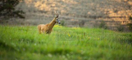 Photo for Majestic roe deer on pasture in warm evening light - Royalty Free Image