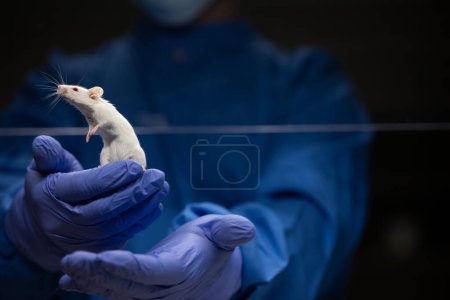 Wissenschaftlerin mit einer Labormaus, die ihren Zustand bewertet, bevor sie einige Tests durchführt und das Tier mit einem Virus impft