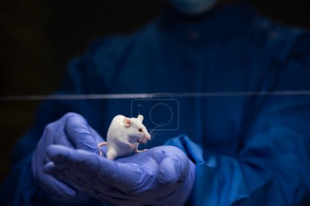 Photo for Scientist holding a lab mouse, evaluating her condition prior to running some tests and inoculation the animal with a virus - Royalty Free Image