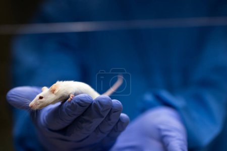 Photo for Scientist holding a lab mouse, evaluating her condition prior to running some tests and inoculation the animal with a virus - Royalty Free Image