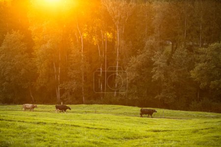 Foto de Vacas que vuelven a casa de los pastos al final del día - Concepto de agricultura regenerativa / Carne de vacuno alimentada con pasto - Imagen libre de derechos