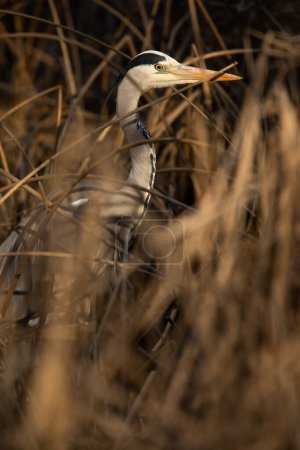 Téléchargez les photos : Héron gris (Ardea cinerea) - faune sauvage dans son habitat naturel - en image libre de droit
