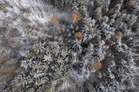 Photo for Aerial image of a winter landscape, winter forest trees covered with frost and snow (color toned image) - Royalty Free Image