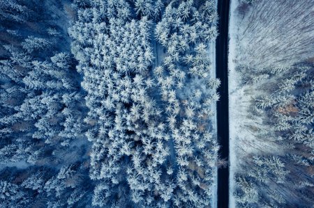 Téléchargez les photos : Image aérienne d'un paysage hivernal, d'arbres forestiers d'hiver couverts de givre et de neige (image couleur tonique)) - en image libre de droit