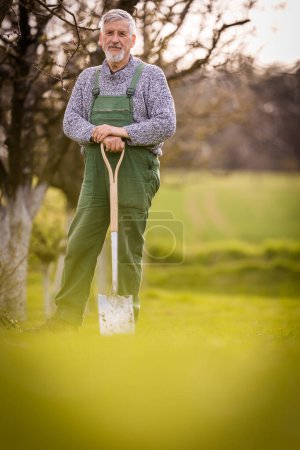 Téléchargez les photos : Jardinage du jardinier principal dans son jardin de permaculture - se préparer pour la saison, effectuer les tâches printanières nécessaires - en image libre de droit