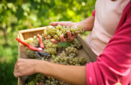 Téléchargez les photos : Vendange femelle vigneron blanc raisin (image couleur tonique) - en image libre de droit