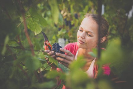 Photo for Female vintner harvesting white vine grapes (color toned image) - Royalty Free Image
