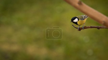 Photo for Great tit, Parus major, perching on a branch. - Royalty Free Image