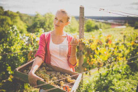 Foto de Vintner hembra cosechando uvas de vid blanca (imagen tonificada en color) - Imagen libre de derechos
