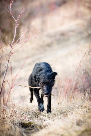Photo for Scary, devil-like black dog running outdoors - Royalty Free Image