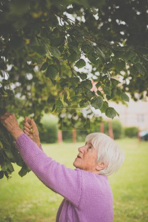 Foto de Mujer anciana recoge flores de tilo curativas (DOF poco profundo) - Imagen libre de derechos