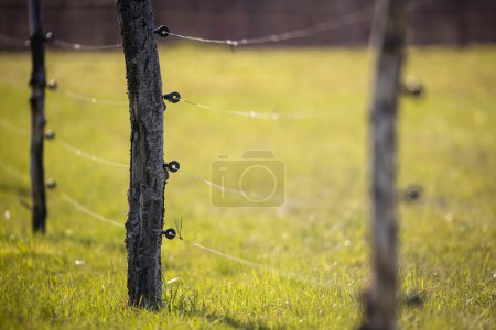 Téléchargez les photos : Clôture électrique autour d'un pâturage avec des animaux pâturant sur de l'herbe fraîche - en image libre de droit