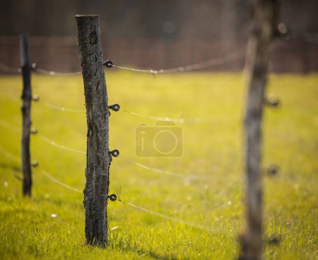 Photo for Electric fence around a pasture with animals grazing on fresh pasture grass - Royalty Free Image