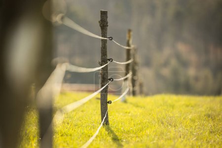 Photo for Electric fence around a pasture with animals grazing on fresh pasture grass - Royalty Free Image