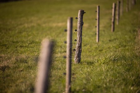 Téléchargez les photos : Clôture électrique autour d'un pâturage avec des animaux pâturant sur de l'herbe fraîche - en image libre de droit