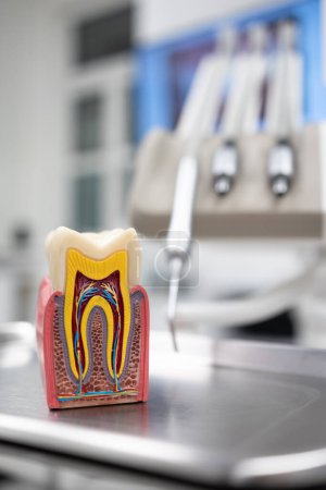 Téléchargez les photos : Clinique de traitement dentaire intérieur avec un modèle de dent - en image libre de droit