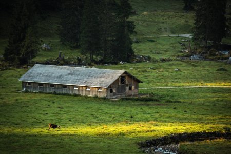 Photo for Cow grazing on a green alpine meadow in the Swiss Alps, Switzerland - Royalty Free Image