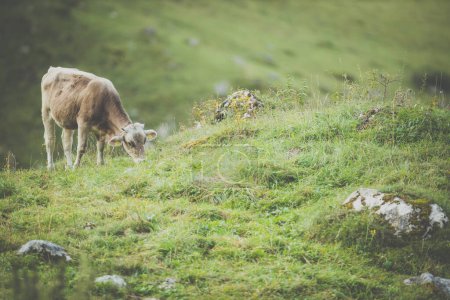 Foto de Vaca pastando en un prado alpino verde en los Alpes suizos, Suiza - Imagen libre de derechos