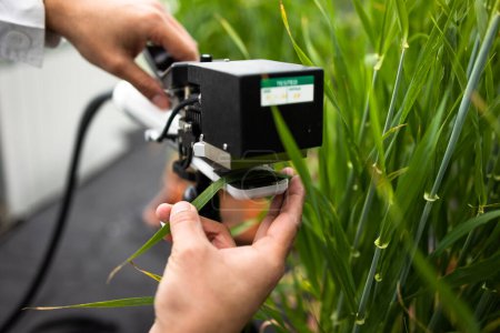 Téléchargez les photos : Scientifiques utilisant un dispositif spécialisé dédié pour mesurer la teneur en chlorophylle et en azote dans les feuilles des plantes - en image libre de droit