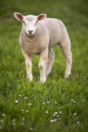 Ovejas comedoras de hierba en un prado exuberante. ovejas comiendo en la hierba en un prado.