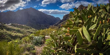 Téléchargez les photos : Vallée de Masca, Tenerife, Espagne - Image panoramique à haute résolution - en image libre de droit
