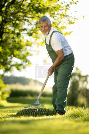 Photo for Senior gardener gardening in his permaculture garden - raking the lawn after mowing it - Royalty Free Image