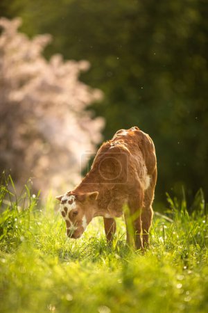 Foto de Vacas en pastoreo libre. Granja ganadera. Vacas caminando en el campo de hierba verde en un día soleado de verano. - Imagen libre de derechos