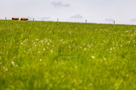 Foto de Vacas caminando en el campo de hierba verde en un día soleado de verano. - Imagen libre de derechos