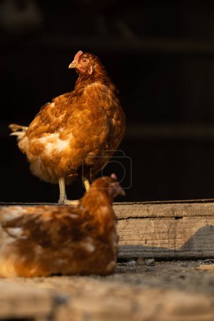 Photo for Hen in a farmyard (Gallus gallus domesticus) - Royalty Free Image