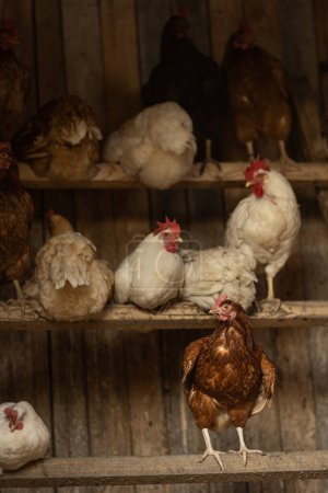 Téléchargez les photos : Poule dans une ferme (Gallus gallus domesticus) - en image libre de droit