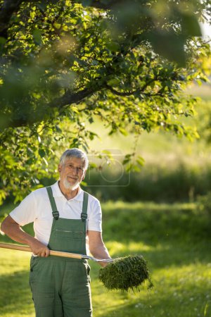 Photo for Senior gardener gardening in his permaculture garden - raking the lawn after mowing it - Royalty Free Image