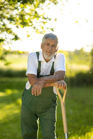 Photo for Senior gardener gardening in his permaculture garden - holding a spade - Royalty Free Image