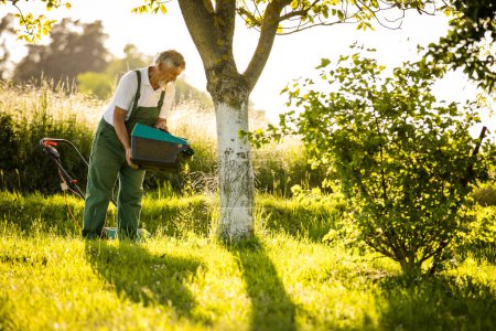 Téléchargez les photos : Jardinage du jardinier principal dans son jardin de permaculture - ratisser la pelouse après la tondre - en image libre de droit