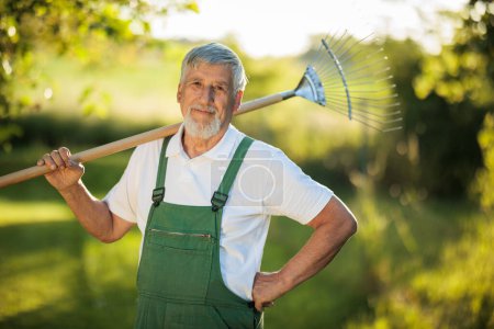 Senior gardener gardening in his permaculture garden - holding a grass rake